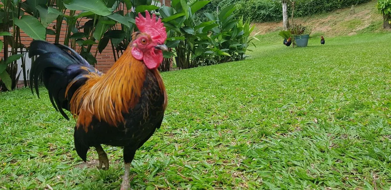 Domus Espaço In Sol e Natureza Blumenau Brasil